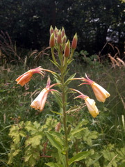 Oenothera × fallax