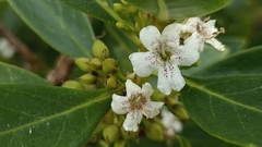 Myoporum tenuifolium