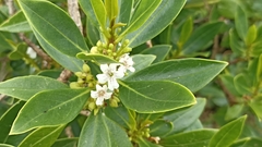 Myoporum tenuifolium