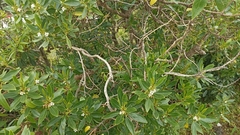 Myoporum tenuifolium