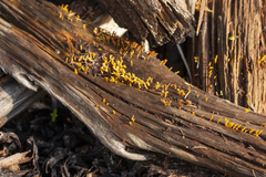 Calocera guepinioides