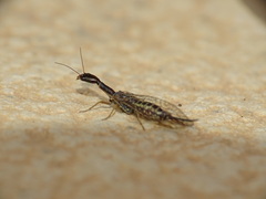 Xanthostigma