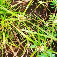 Cyperus tenerrimus