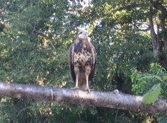 Buteogallus urubitinga urubitinga