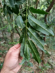Atalaya multiflora