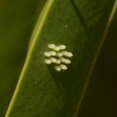 Hesperocharis paranensis