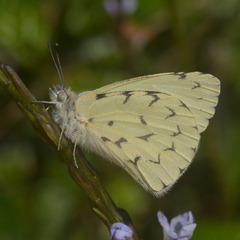 Hesperocharis paranensis