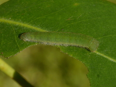Hesperocharis paranensis