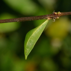Hesperocharis paranensis