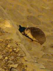 Paraechinus aethiopicus