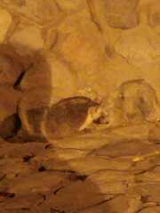 Paraechinus aethiopicus