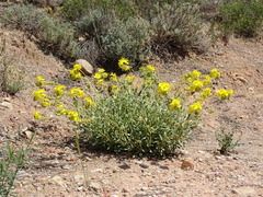 Helianthemum squamatum