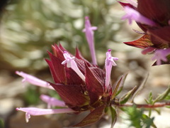 Thymus moroderi