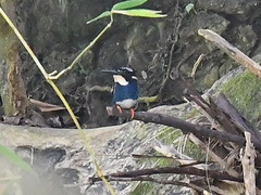 Ceyx flumenicola