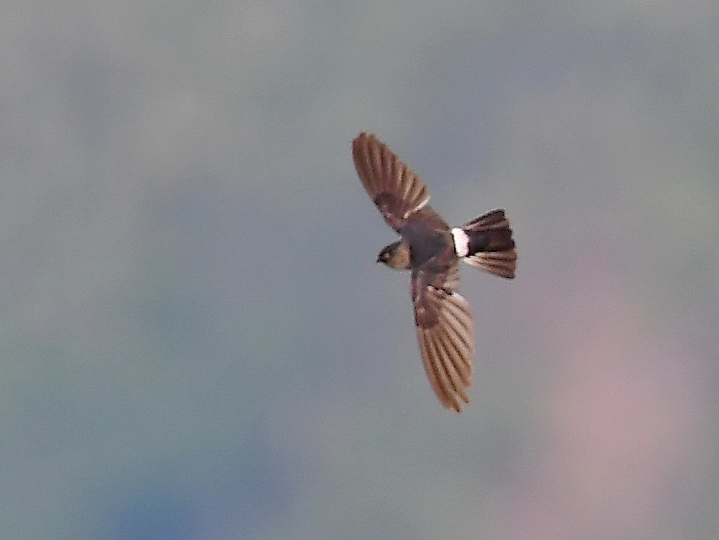 Pygmy Swiftlet