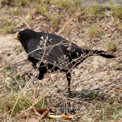 Turdus merula