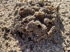 Peziza ammophila