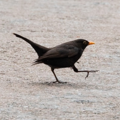 Turdus merula