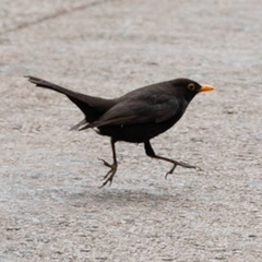 Turdus merula