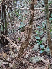 Mezoneuron brachycarpum