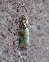 Argyrotaenia kimballi