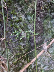 Mezoneuron brachycarpum