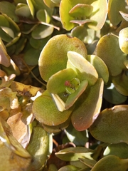 Crassula multicava multicava