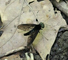 Chrysopilus connexus