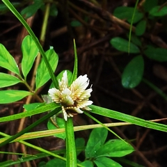 Cyperus tenerrimus
