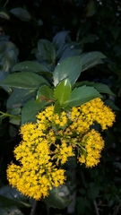 Senecio brachypodus