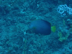 Maze Angelfish photo 3