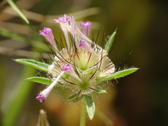 Lomelosia stellata