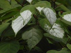 Actinidia kolomikta