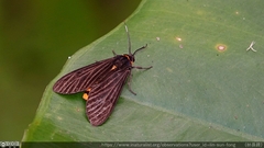 Gynautocera rubriscutellata