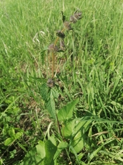 Phlomoides tuberosa