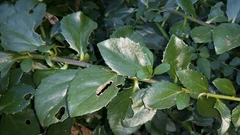 Senecio brachypodus