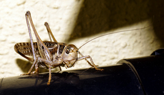 Decticus albifrons