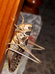 Decticus albifrons