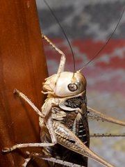 Decticus albifrons