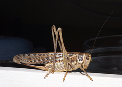 Decticus albifrons