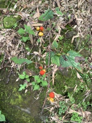 Rubus formosensis