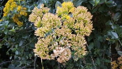 Senecio brachypodus