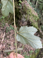 Rubus formosensis