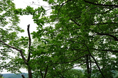 Karpatiosorbus hybrida