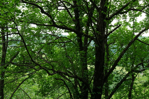 Image of Karpatiosorbus hybrida by (c) Patrick Hacker, some rights reserved (CC BY)