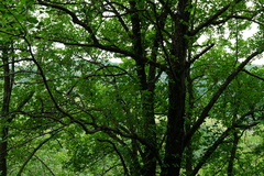 Karpatiosorbus hybrida