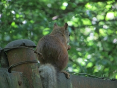 Sciurus vulgaris