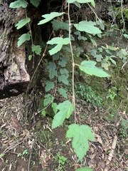 Rubus formosensis