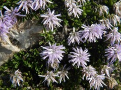 Globularia repens