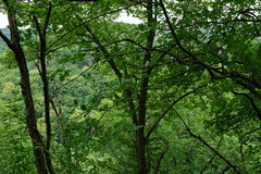 Karpatiosorbus hybrida